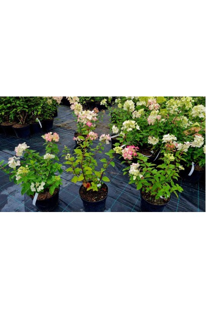 Гортензія волотиста Даймонд Руж - 5л/вис.40-50см/Ø30-40см